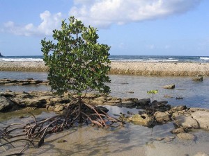 A mangrove in Queensland, Australia. 